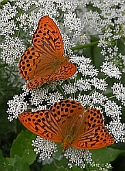 Male Silver-washed Fritillaries - Argynnis paphia © Teresa Farino